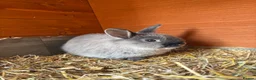 Netherland Dwarf rabbits for sale: Girl Netherland Dwarf - Advert 2