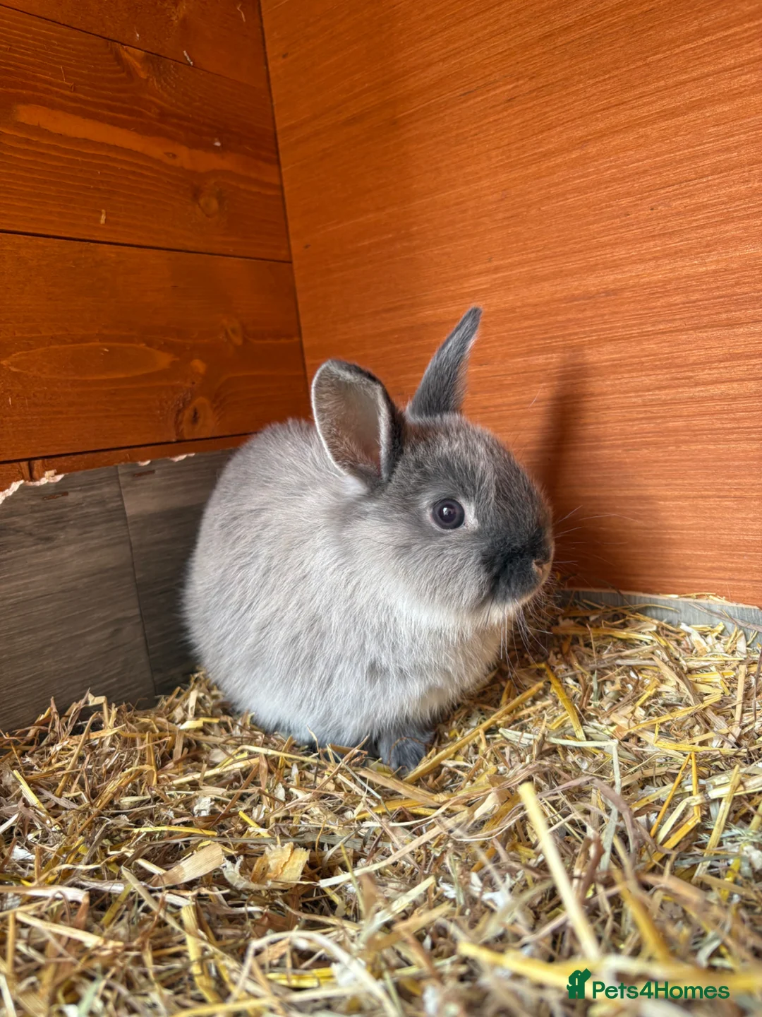 Netherland Dwarf rabbits for sale: Girl Netherland Dwarf - Advert 2