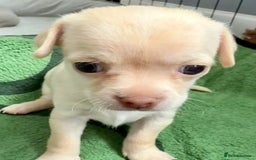 Chihuahua dogs for sale: 5 gorgeous chihuahua pups - viewings start 23/08 - Image 20