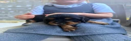 Cocker Spaniel dogs for sale: Cocker spaniel pups in Fordingbridge - Advert 13