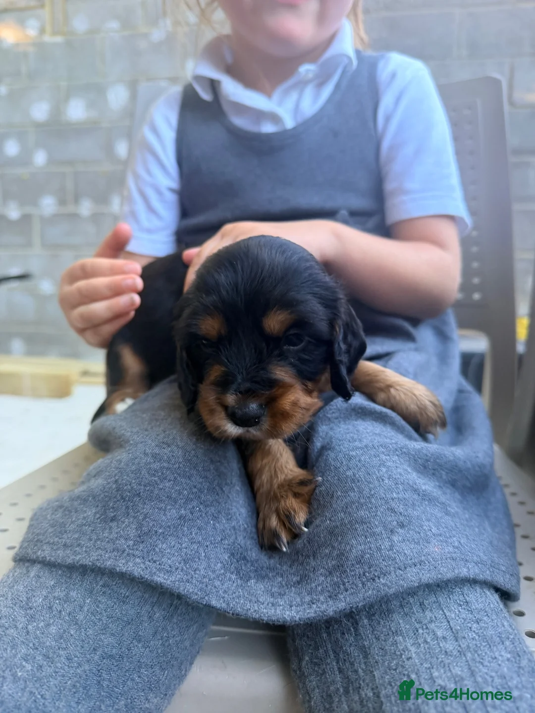 Cocker Spaniel dogs for sale: Cocker spaniel pups in Fordingbridge - Advert 13