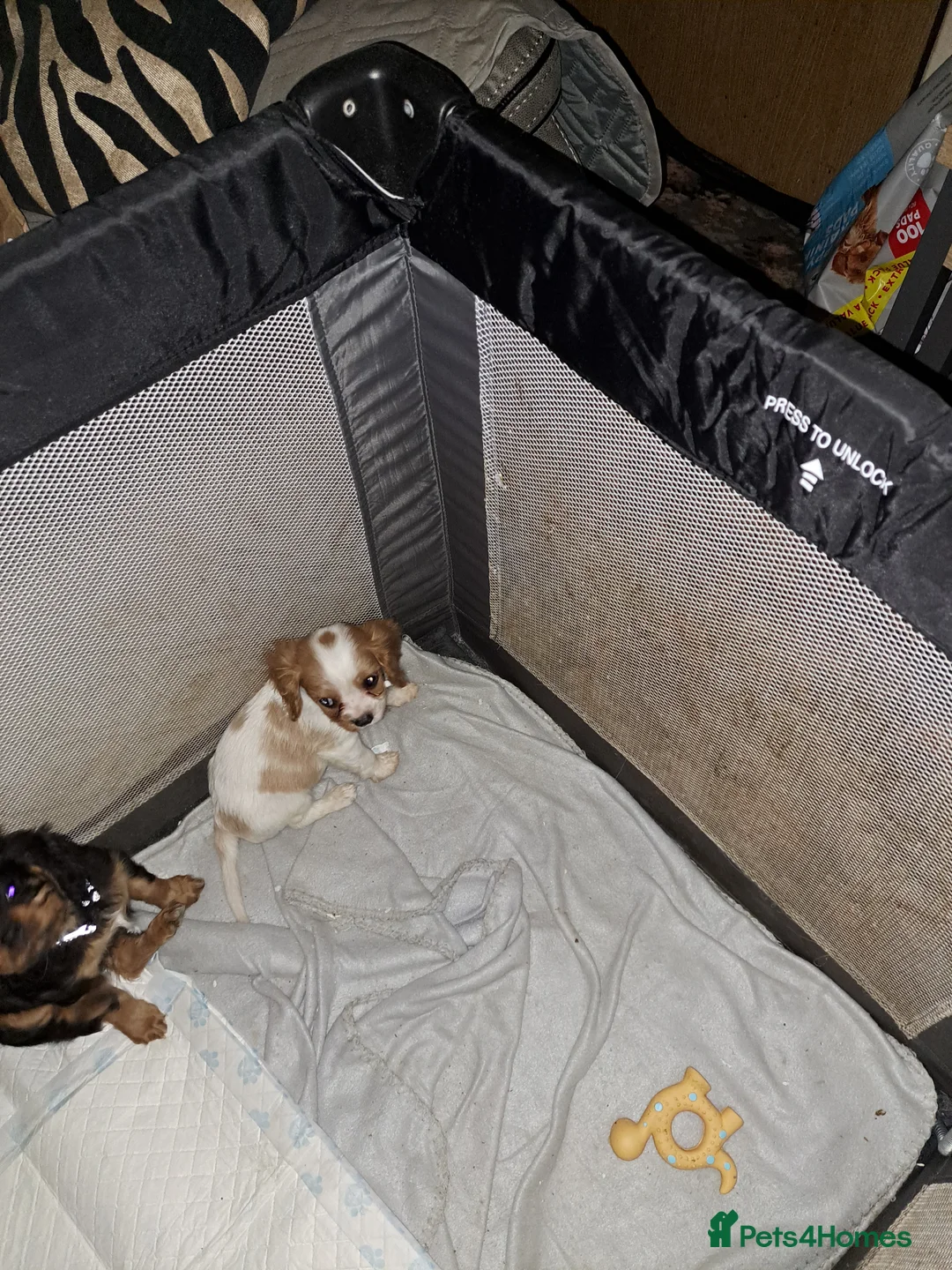 Cavalier King Charles Spaniel dogs for sale: For sale  - Advert 2