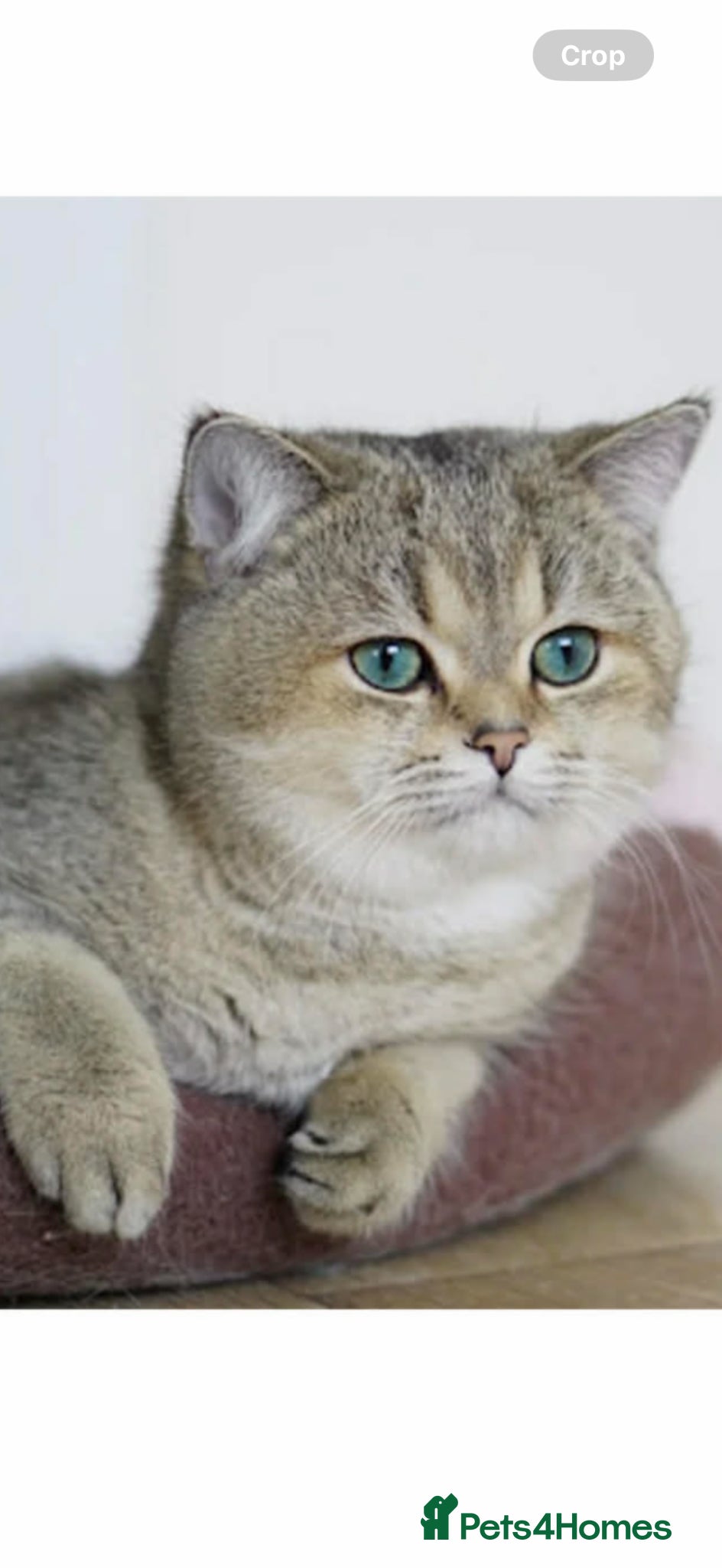 British Shorthair cats for stud: Golden tipped British shorthair  - Advert 1