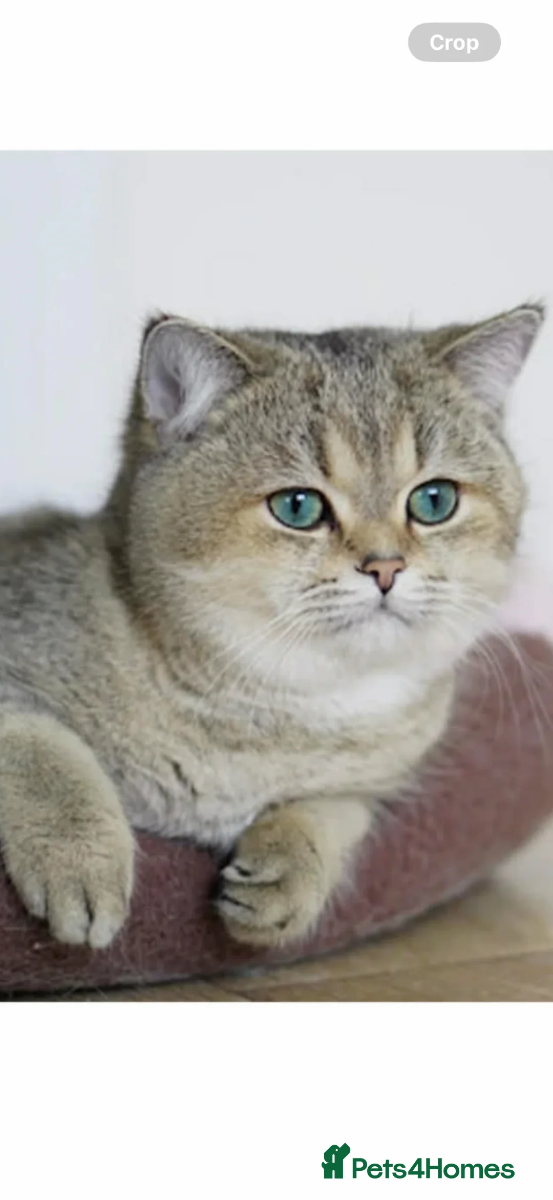 British Shorthair cats for stud: Golden tipped British shorthair  - Advert 1