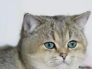 British Shorthair cats for stud: Golden tipped British shorthair - Advert 1