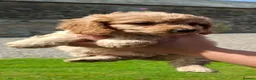 Cavapoochon dogs for sale: Gorgeous Cavapoochon Puppies  - Advert 12