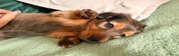 Dachshund dogs for sale: Male Standard longhair dachshund - Advert 3