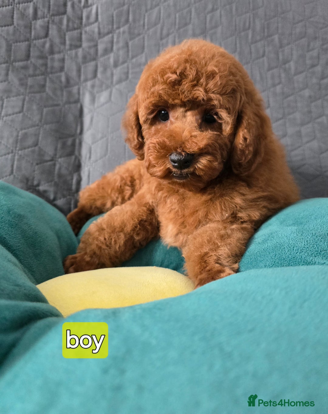 Toy Poodle dogs for sale: Toy poodle  K C Registered  - Image 4
