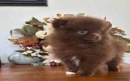 Pomeranian dogs for sale: 🧸🌈 Genuine Teddy Bear Poms Rainbow litter 🌈🧸 - Image 9