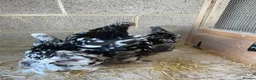 Chickens poultry for sale: Lemon peking and mottled Brahmas  - Advert 8