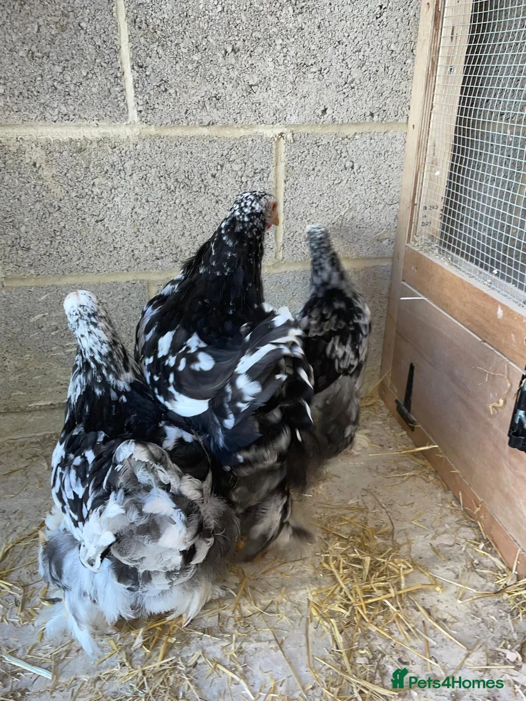 Chickens poultry for sale: Lemon peking and mottled Brahmas  - Advert 8