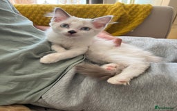 Ragdoll cats for sale: Last few Ragdoll Kittens—price reduced  - Image 8