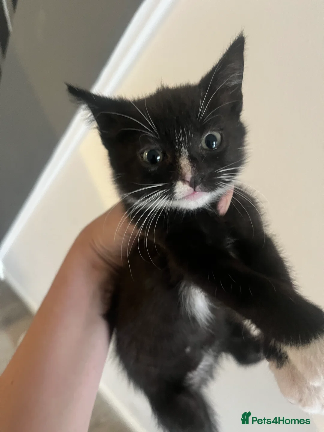 British Longhair cats for sale: 3 female kittens still available  - Advert 2