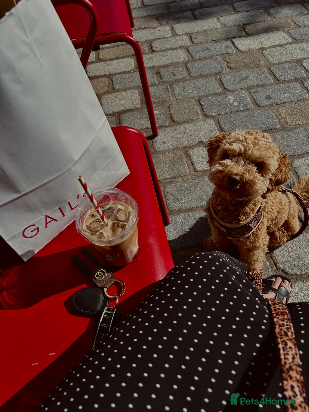 Mixed Breed dogs for sale: The most beautiful Cavapoochon Puppies - Advert 1