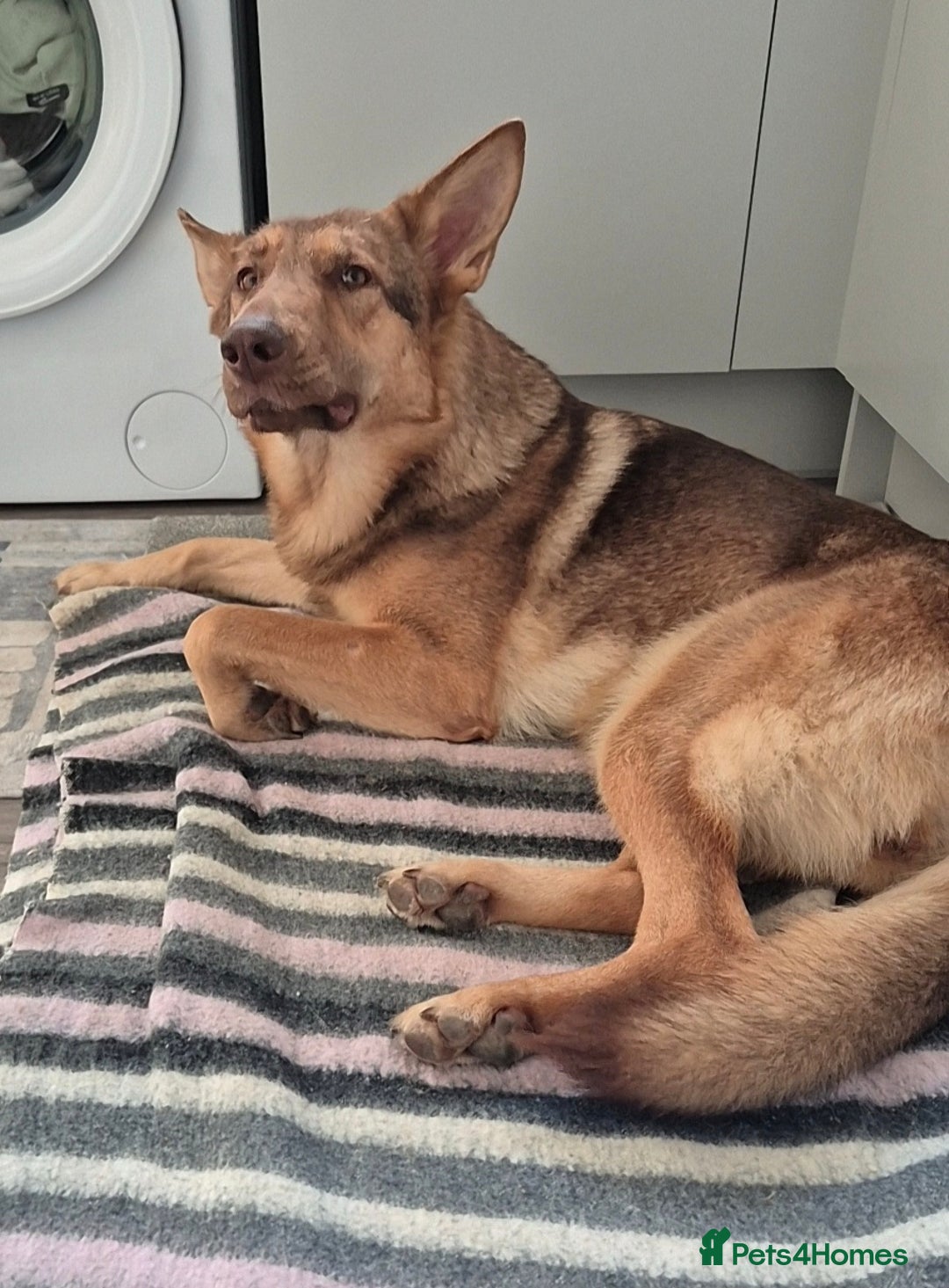 German Shepherd dogs for sale: Stunning German shepherd  - Advert 4