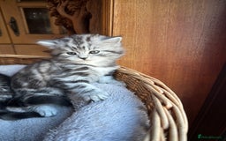 British Longhair cats for sale: British Longhair full pedigree - Advert 8
