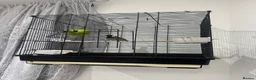 Finches birds for sale: Bulbul bird for sale in London - Advert 3