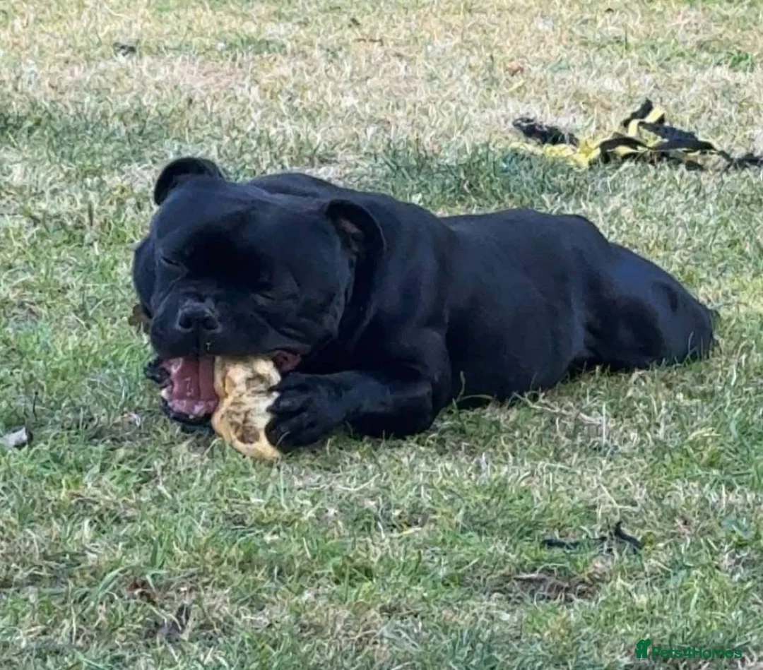 Staffordshire Bull Terrier dogs for sale: Geministaffs zee & maximus (4⭐️licensed breeders) - Advert 11