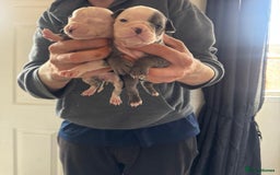 Olde English Bulldogge dogs for sale: English bulldogs  - Image 4
