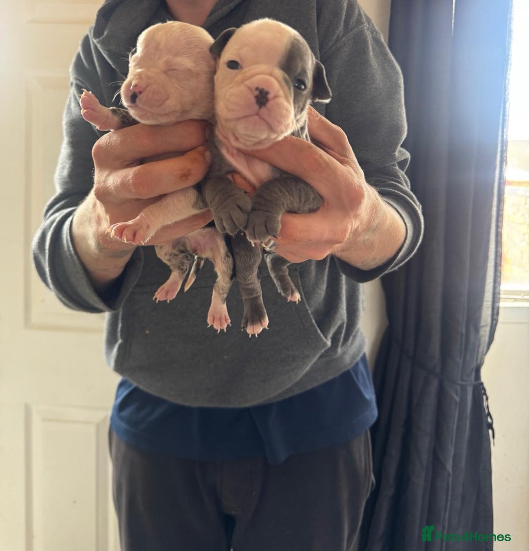Olde English Bulldogge dogs for sale: English bulldogs  - Image 4