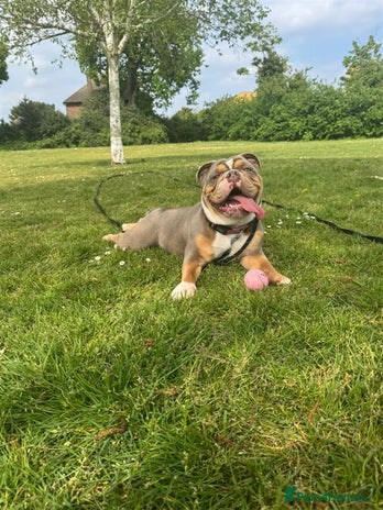 English Bulldog dogs Female English beautiful bulldog for sale in West Molesey - Advert 16