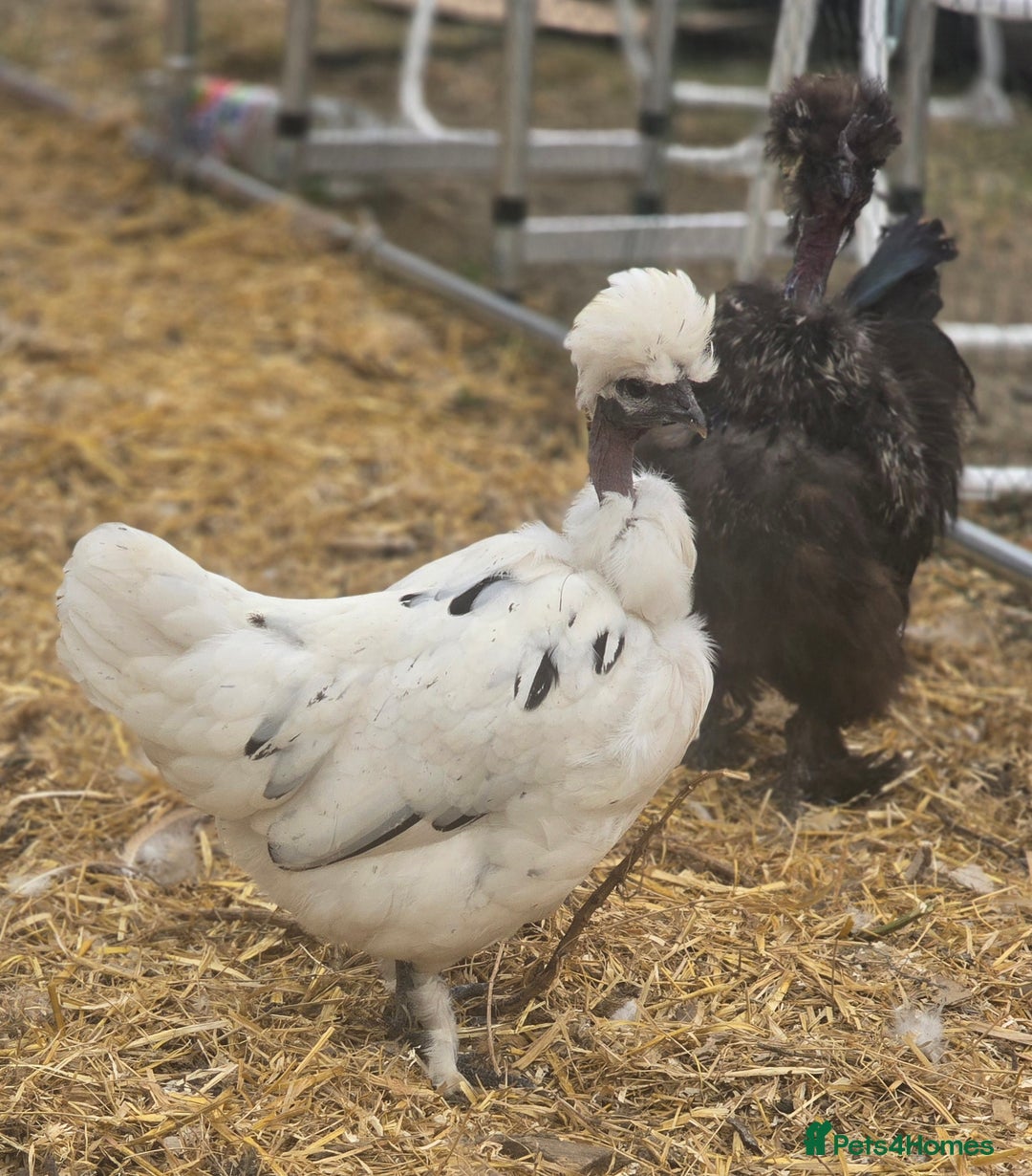 Chickens poultry for sale: Naked Neck Hens - Image 4