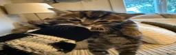 Mixed Breed cats for sale: Five mixed breed - Advert 16