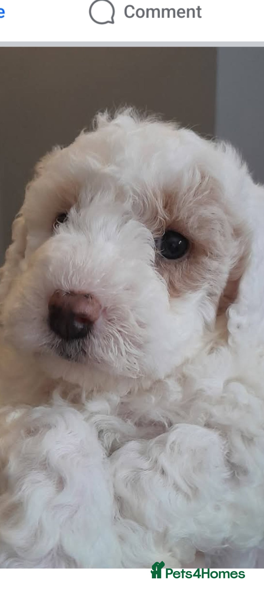 Cavapoo dogs Cavapoo puppy - Advert 1