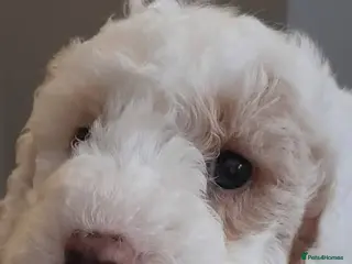 Cavapoo dogs Cavapoo puppy - Advert 1