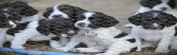 English Springer Spaniel dogs for sale: English springer spaniel puppies  in Exeter - Advert 11