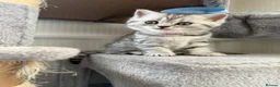 British Shorthair cats for sale: 🐾 FOR SALE: 5 British Shorthair Bosses 🐾 - Advert 4