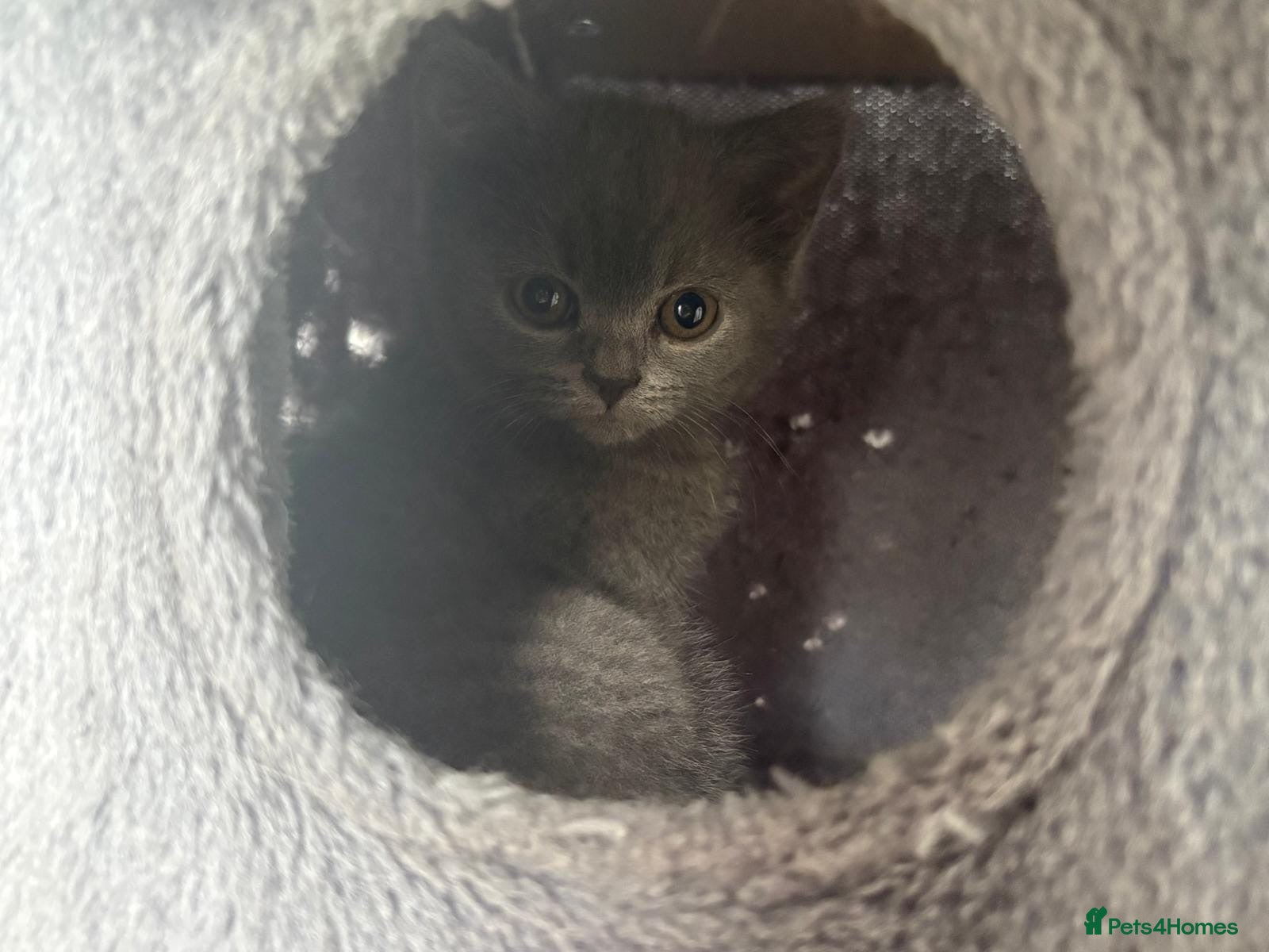 British Shorthair cats *ONE Female Left* British Shorthair Kitten - Advert 3
