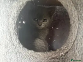 British Shorthair cats *ONE Female Left* British Shorthair Kitten - Advert 3