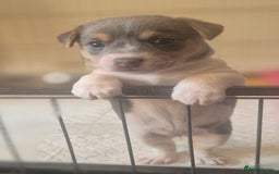 Jack Russell dogs for sale: Beautiful Blue tri miniature jack russells  - Image 3