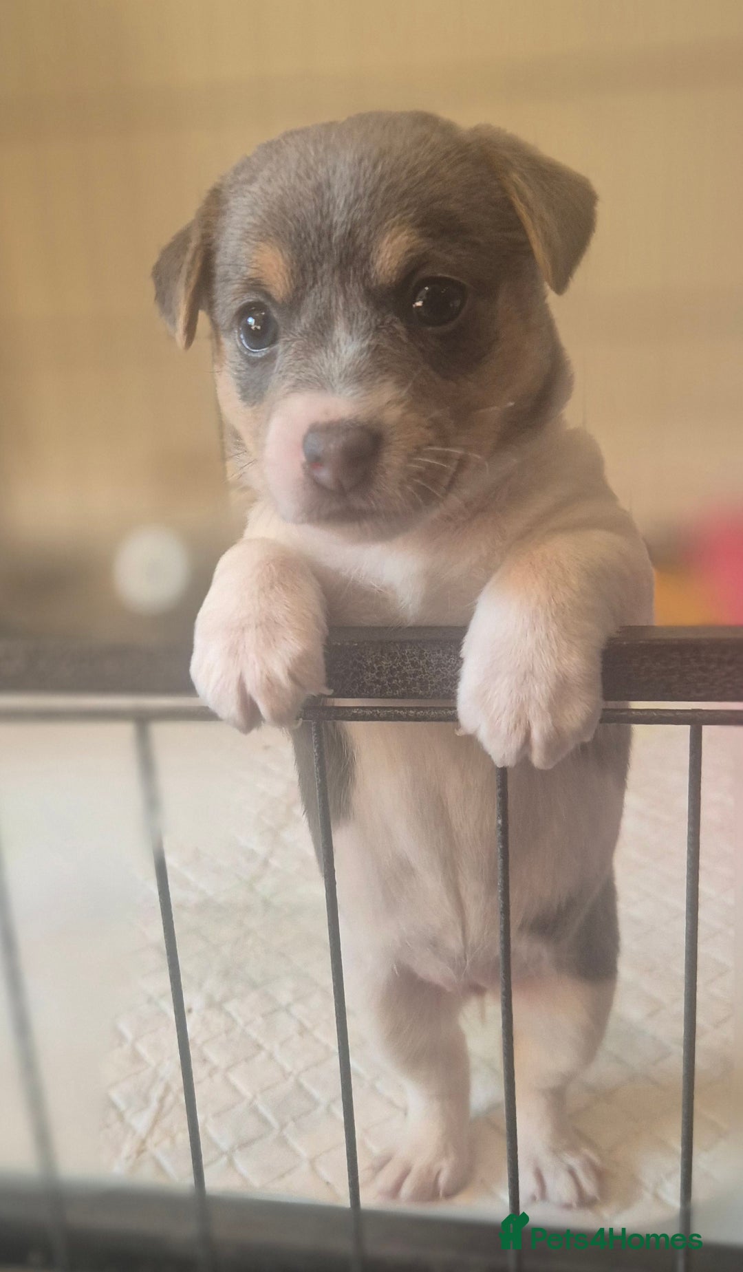 Jack Russell dogs for sale: Beautiful Blue tri miniature jack russells  - Image 3