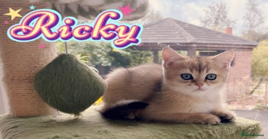 British Shorthair cats - Advert 16