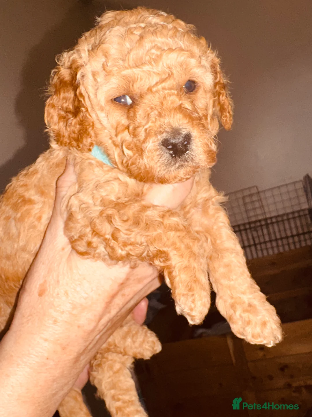 Labradoodle dogs for sale: F2bb labradoodle  - Advert 5