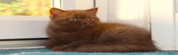British Shorthair cats for sale: Chocolate & Cinnamon ⭐ British Shorthair Kittens  - Advert 14