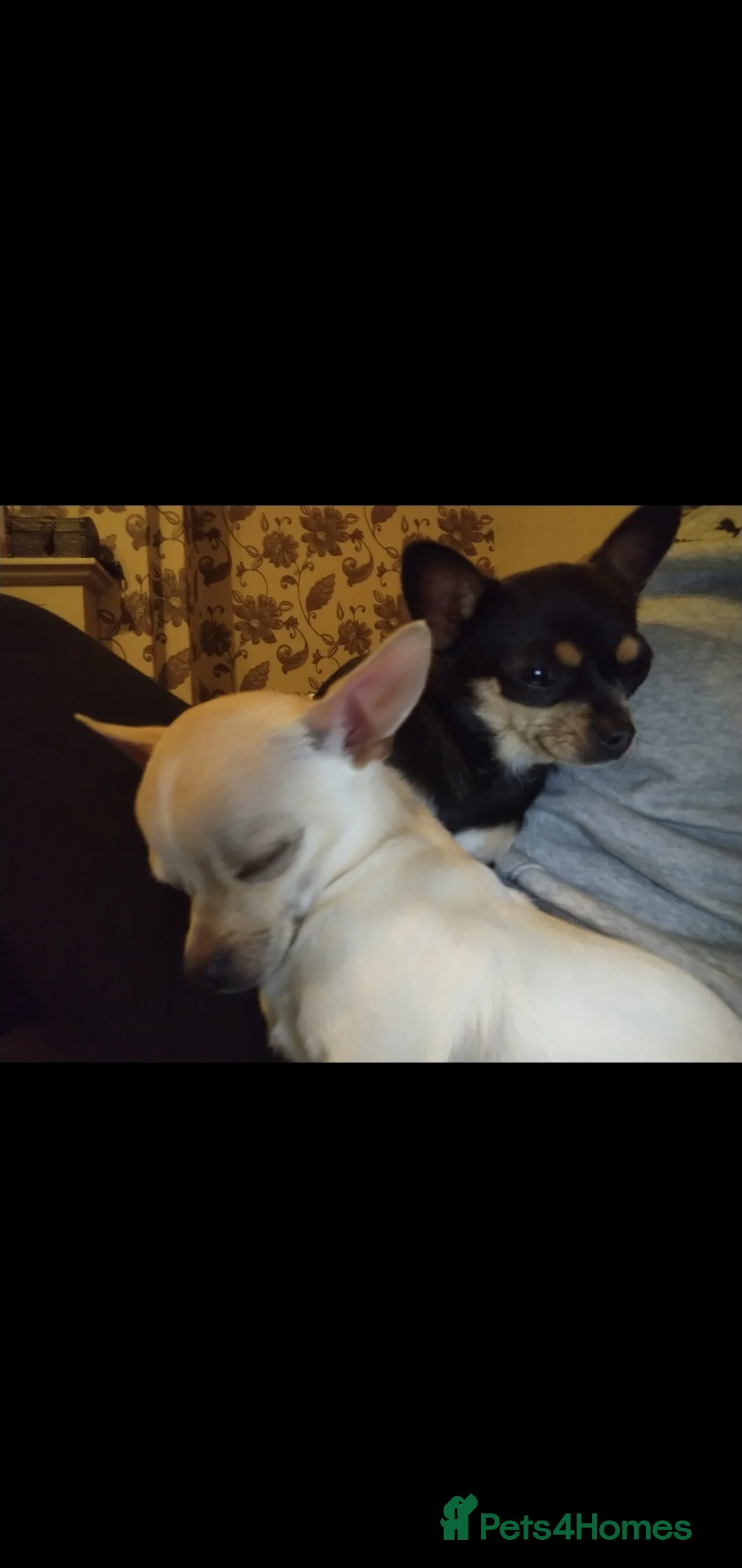 Chihuahua dogs for sale: Beautiful chihuahua - Advert 4
