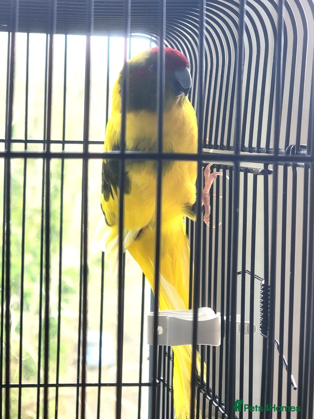 Ringnecks birds for sale: Ringnecks and kakarikis - Advert 2