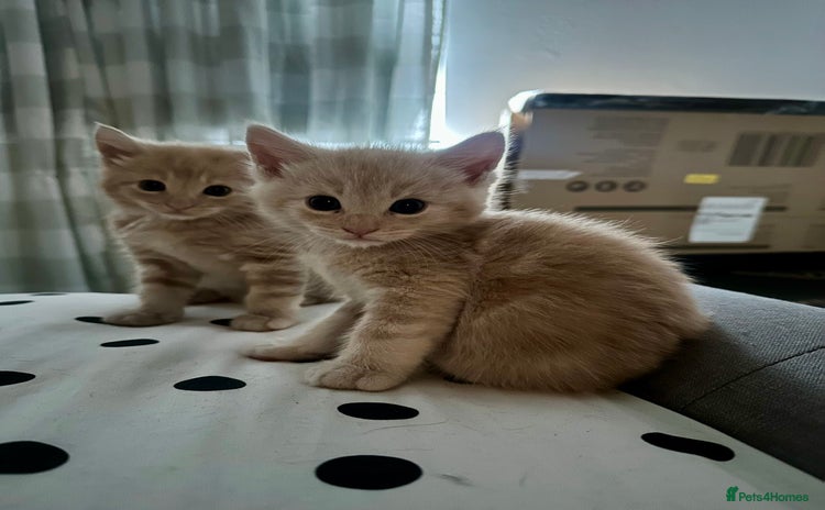 Mixed Breed cats - Advert 14