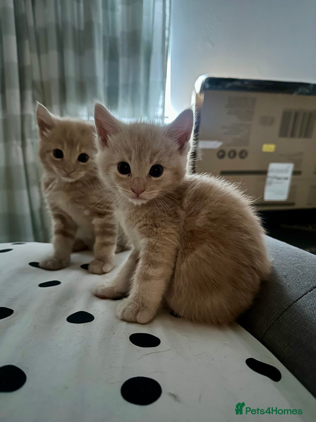 Mixed Breed cats for sale: Beautiful Maine Coon x British Long Hair kittens  - Image 1