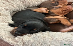 Miniature Dachshund dogs for sale: Two beautiful, sweet natured little boy puppies  - Image 8