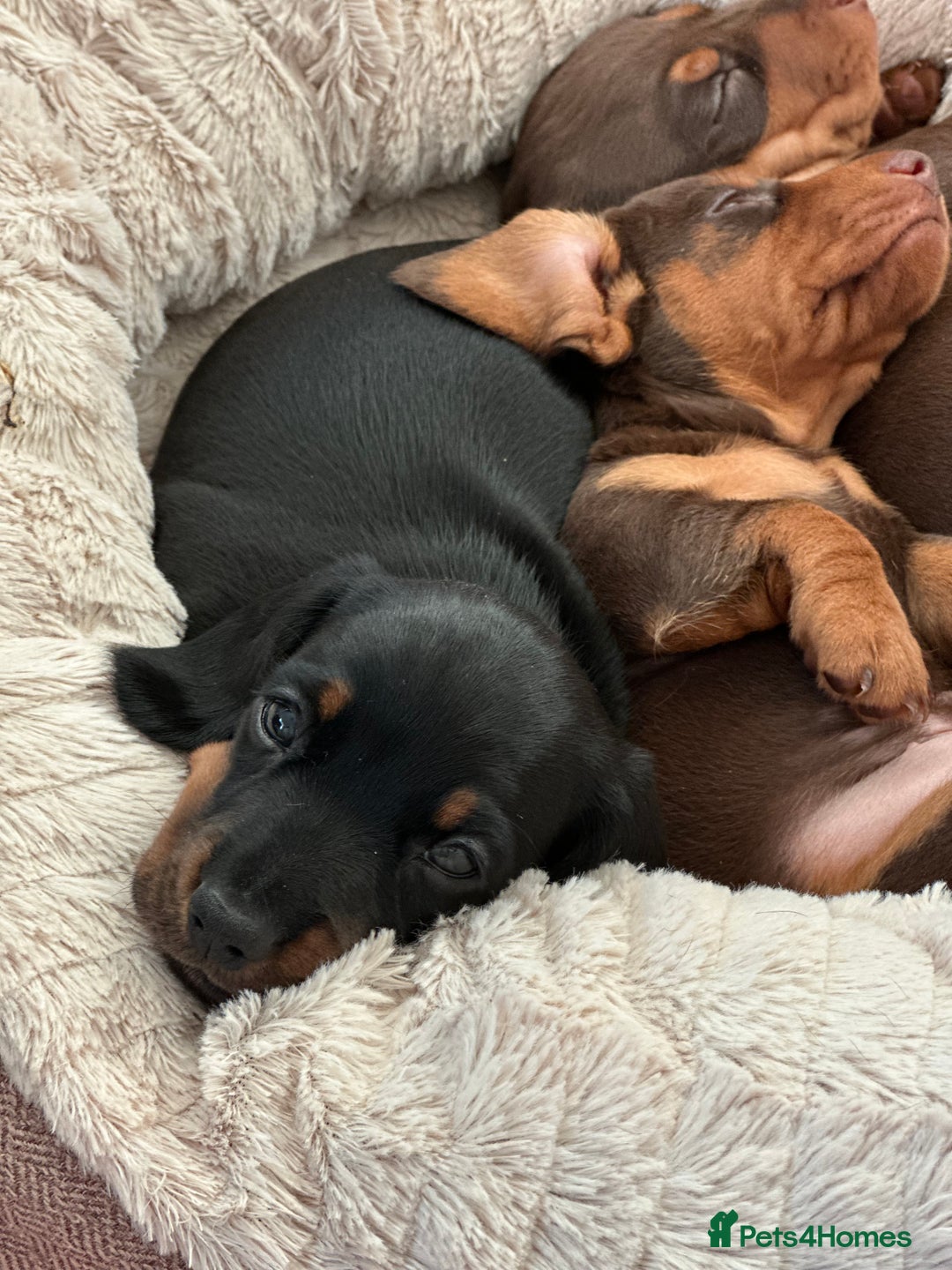 Miniature Dachshund dogs for sale: Two beautiful, sweet natured little boy puppies  - Image 8