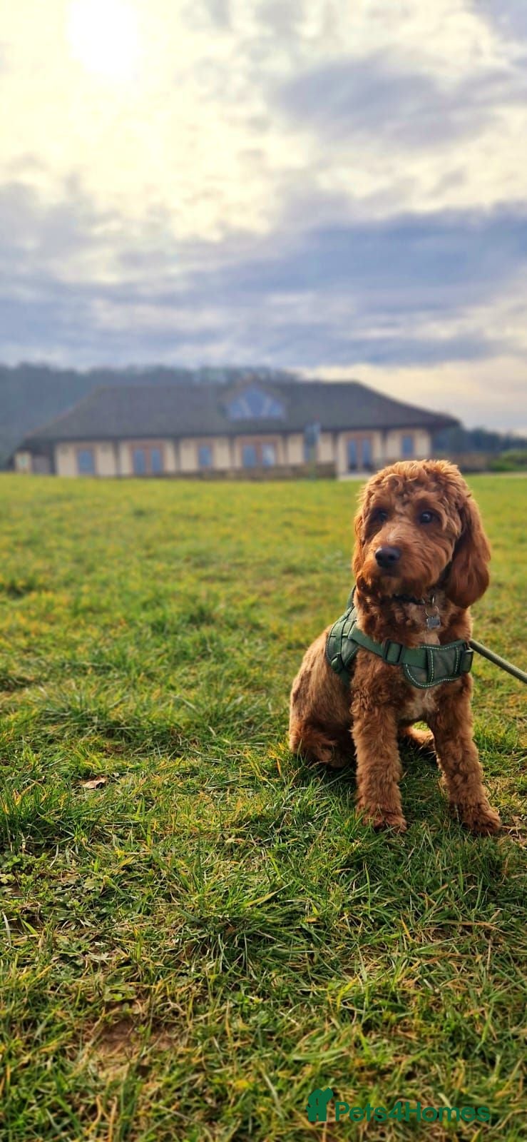 Cockapoo dogs Red Cockapoo Stud - First timer  - Advert 8