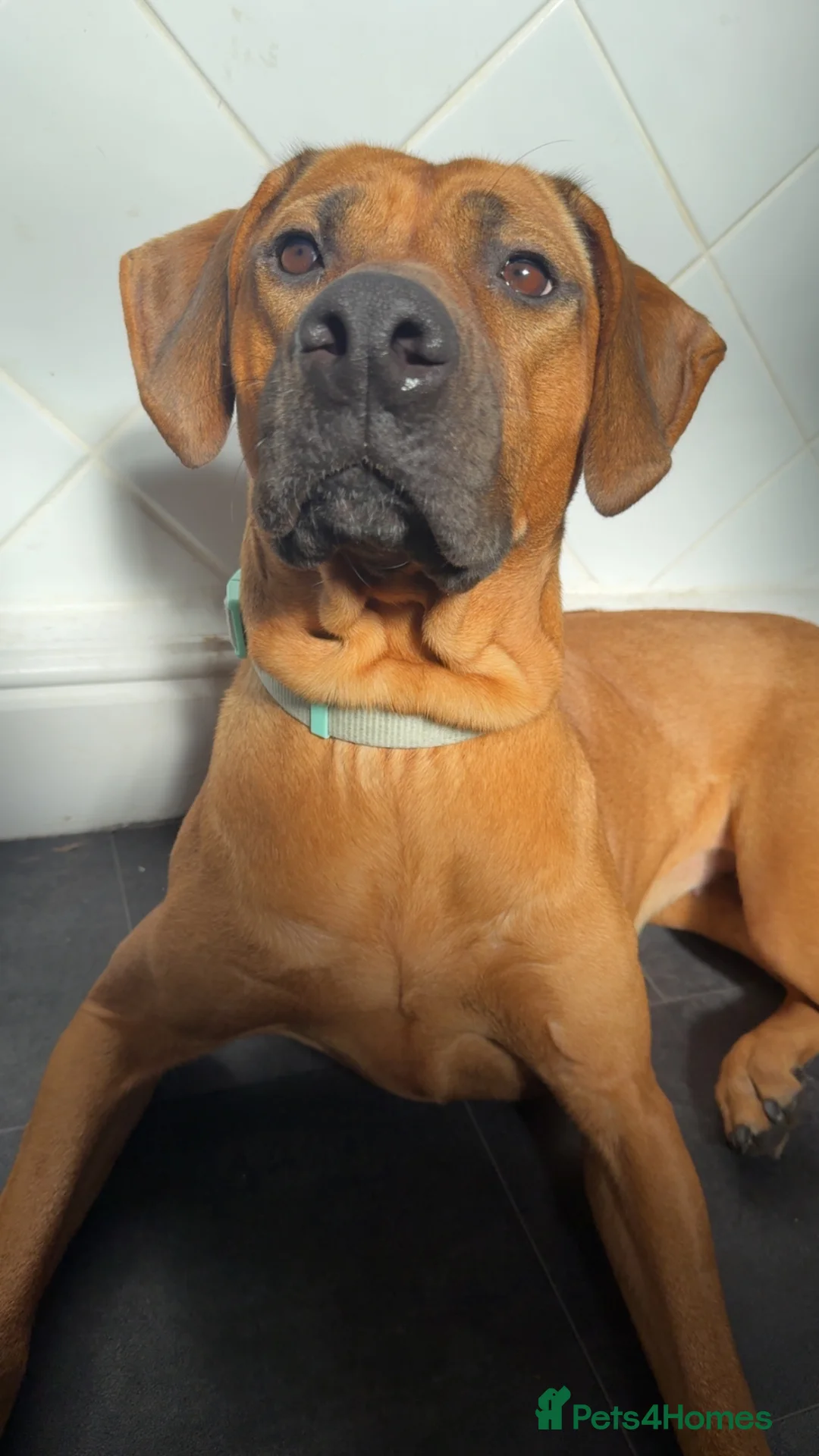Rhodesian Ridgeback dogs for sale: Female ridgeback  in Gainsborough - Advert 1