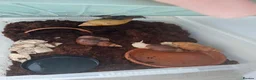 Snails invertebrates for sale: 4 giant african land snails - Advert 3