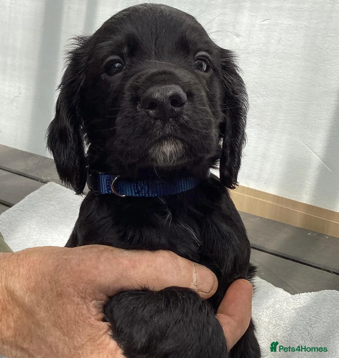 Cocker Spaniel dogs for stud: Working cockier spaniel stud  in Birkenhead - Advert 8