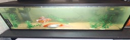 Fancy Goldfish fish for sale: Two large fantail fancy goldfish - Advert 10