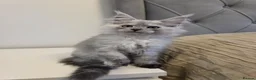 Maine Coon cats for sale: Maine Coon Kittens Looking for Homes!   - Advert 27